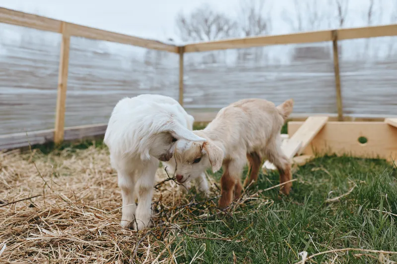 Two young goats gently touch heads in a fenced outdoor pen with grass and straw, creating a tender and playful moment in a natural lifestyle setting.