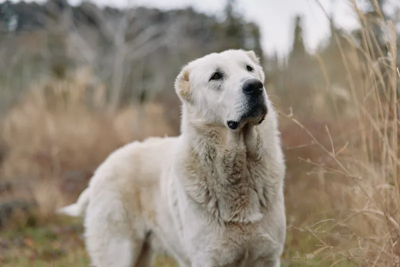 Dog, white dog, outdoor nature scene with a calm canine portrait in an open field with tall grasses and distant trees creating a tranquil mood