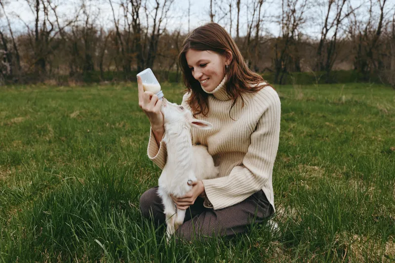 Goat, kid, animal, outdoors, lifestyle, feeding, bond, woman, field, grass, a peaceful moment showing a woman feeding a kid in a sunny meadow with natural rural charm