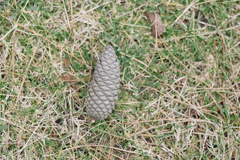 Pine cone on dry grass in natural outdoor setting, close-up texture and earthy tones, macro detail highlighting simple nature for stock photography