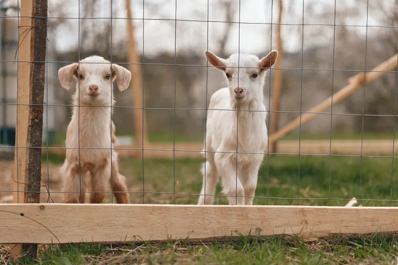 Two young goats behind a wooden fence on a farm, close up on curious faces. Rural lifestyle scene shows companionship, grazing, and outdoor calm under soft natural light. Tranquil vibe.