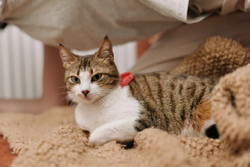 Cat domestic pet tabby white indoor lifestyle cozy portrait carpet, tabby and white cat resting on soft carpet beside fabric shelter, warm natural light, calm home mood