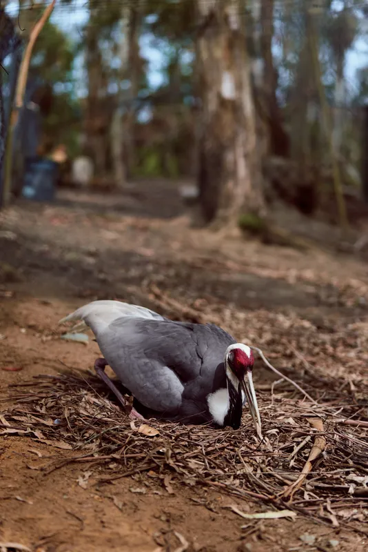 Bird turkey ground in forest nest wildlife beak redhead arranging leaves and soil, closeup of solitary bird building nest on earthy trail among trees and undergrowth habitat.