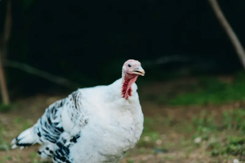 Adult turkey white turkey poultry farm bird in outdoor rural setting, closeup of calm walking domestic turkey with speckled plumage, visible wattle and beak captured in natural light.