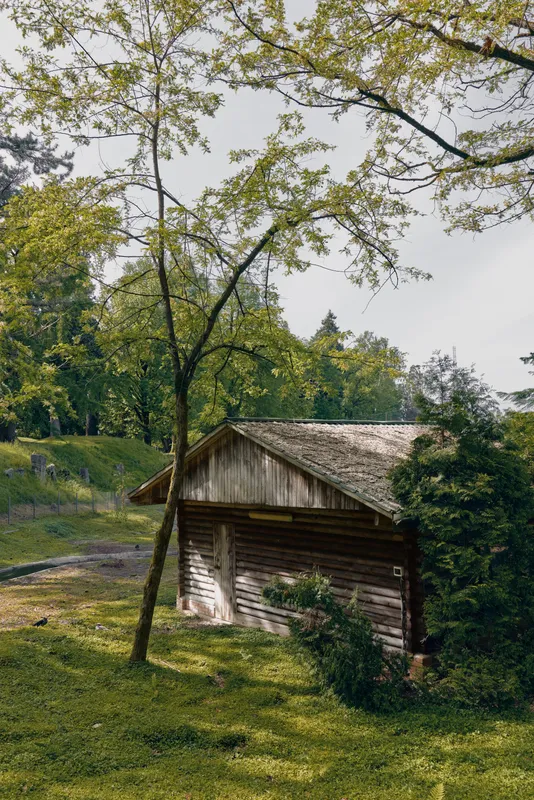 cabin forest trees grass wooden rustic cottage in a sunlit meadow, leafy foliage and timber siding create a peaceful rural scene with aged roof, pathway and tranquil natural atmosphere for retreat