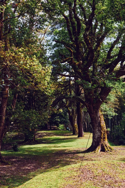 Trees forest path swing grass sunlight nature park scene with large oak trunks lining a grassy trail, a rope swing hanging from a branch and dappled sun creating a peaceful woodland setting.