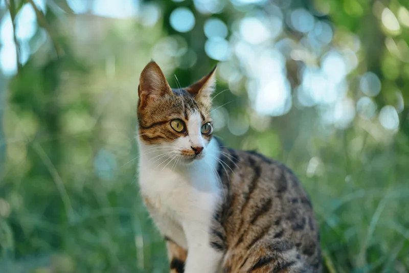 A curious cat sits in a sunny garden among lush foliage. The feline gazes to the side with a calm expression, creating a peaceful outdoor scene filled with warm light.