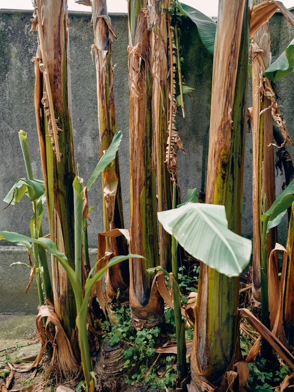Banana stalks leaves plants trunk decay in a backyard garden, dried peeling stems with green and brown foliage, closeup texture of wilted tropical vegetation against a concrete wall.
