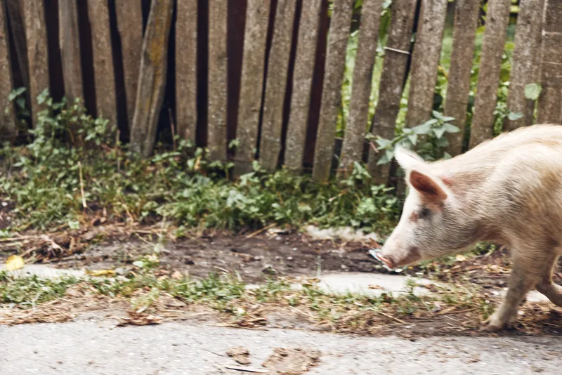 Pig wandering along a dirt path beside a wooden fence in a garden setting, showcasing a curious animal exploring its yard and surroundings.