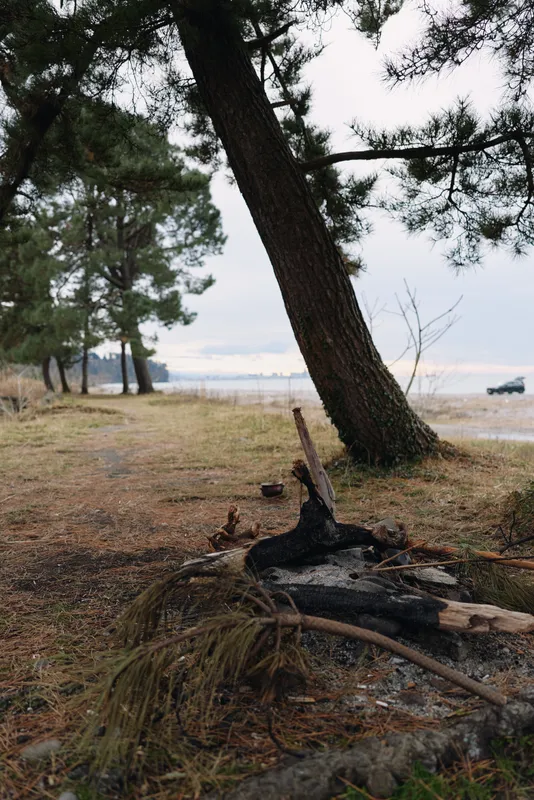 Beach scene with pine trees, driftwood and a charred log near the shore, calm coastal landscape, natural colors and outdoor solitude.