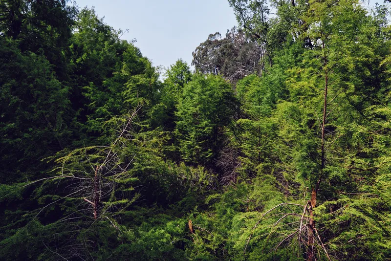 Forest trees foliage greenery on a steep hillside, dense woodland canopy with mixed vegetation and sunlight filtering through leaves in a serene natural landscape.