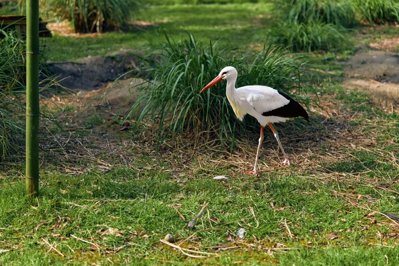 Stork bird white with long red beak and slender legs walking on green grass in natural park habitat, side view of adult wading bird for wildlife and nature photography