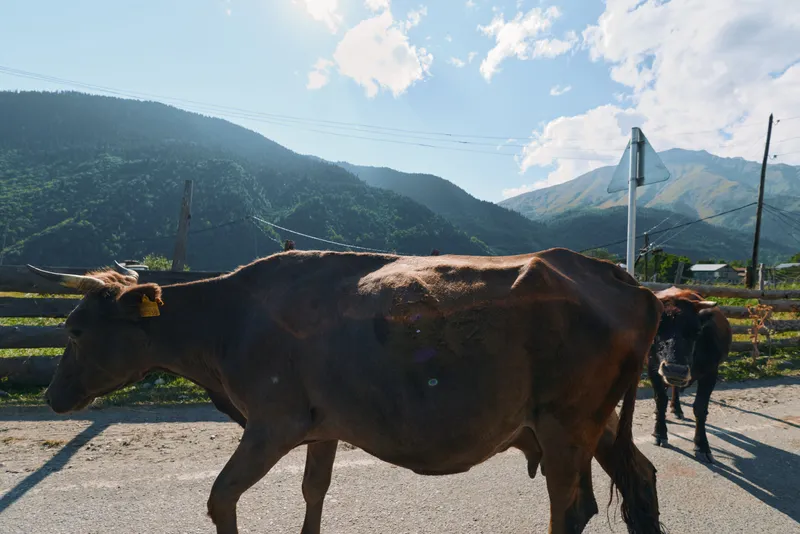 A calm rural scene shows a brown cow walking along a paved road with a mountainous backdrop and blue sky, creating a peaceful countryside atmosphere.