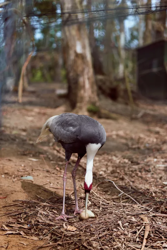 Crane bird in forest on ground feeding on an egg, long legs and white neck with red face patch, wildlife scene with natural leaf litter and trees in background.