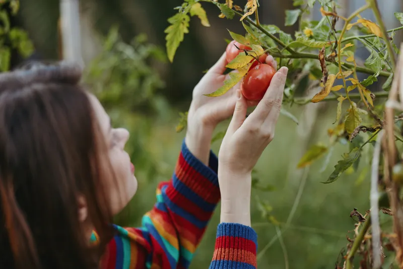 Woman hands pick a ripe tomato from garden plant during harvest, homegrown produce and organic gardening. Closeup of female gardener in colorful sweater harvesting red tomato among foliage.