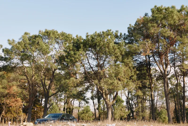 Car parked beneath tall forest trees in a sunlit landscape, open countryside and clear sky, hinting at road trip, exploration and outdoor adventure
