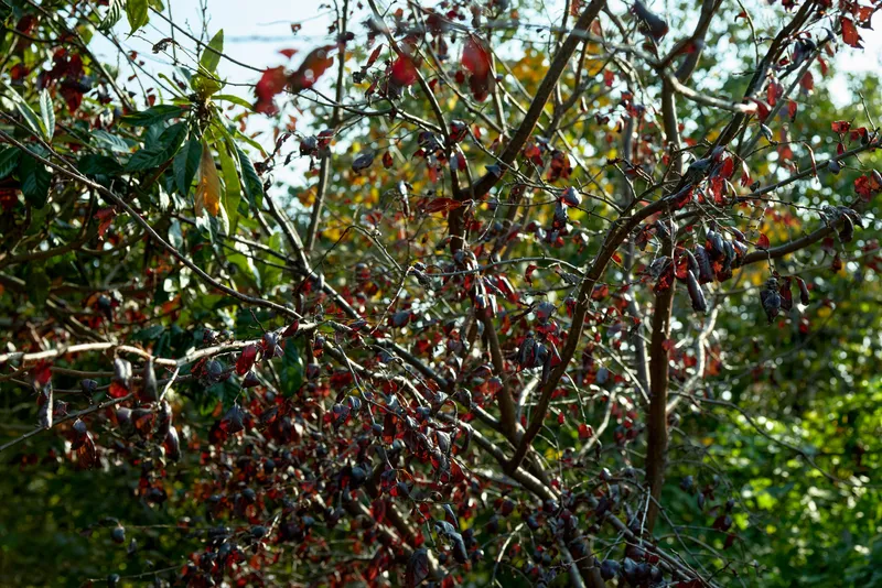 Close view of tangled branches bearing small red berries and sparse leaves bathed in autumn sunlight, revealing natural texture and seasonal growth in a garden setting