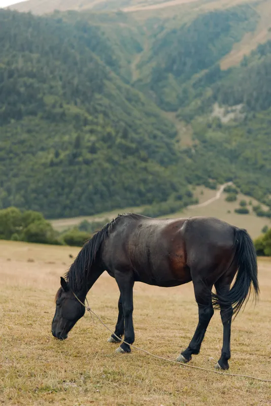 A dark horse grazes in a sunlit meadow amid rolling hills, capturing a peaceful rural scene that highlights natural simplicity, quiet mood, and timeless countryside beauty.