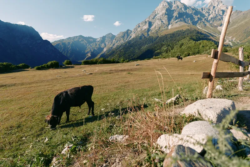 Cow grazing in a meadow with mountains in the background, pastoral pasture and rustic fence under a clear sky, alpine landscape, rural farm scene and peaceful nature view.