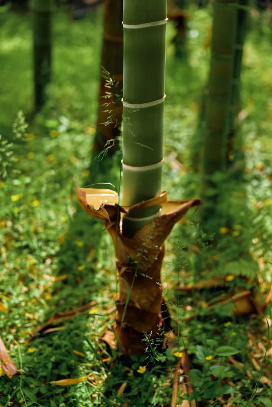 Bamboo stalk shoot in green grass, nature plant closeup showing stem and brown sheath, leaf details and vertical trunk texture on forest ground with fresh foliage and peaceful light.