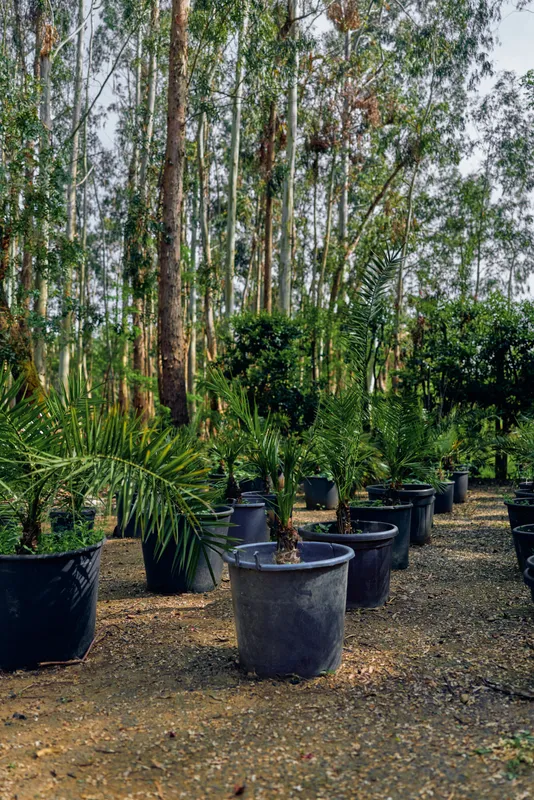 Plants in large pots at a nursery with potted palms and young trees arranged in rows, outdoor garden stock, earthy pathway and dense foliage creating a calm green scene