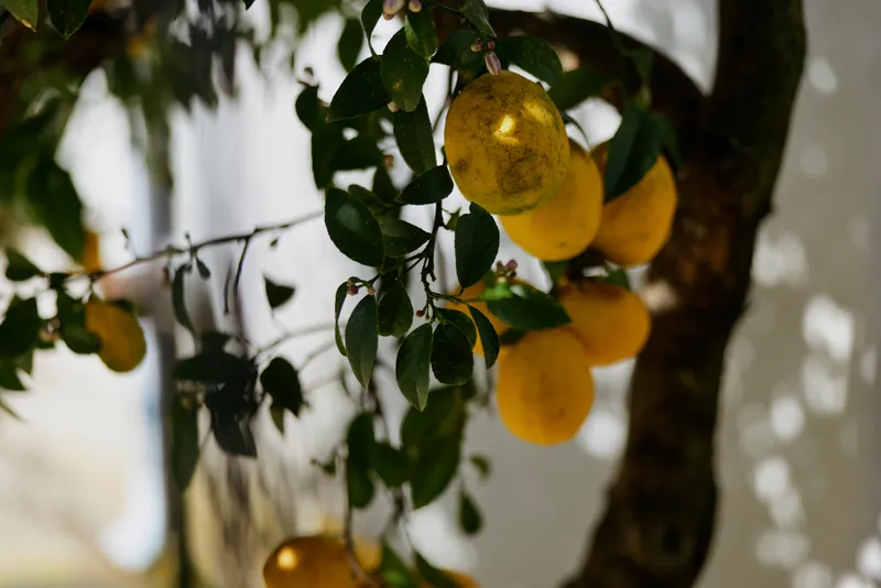 A close view of ripe lemons hanging from a sunlit tree, highlighting vibrant yellow fruit, green leaves, and natural textures. Concept for home garden lifestyle and freshness.