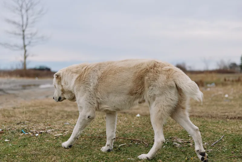 Dog walking through a bare field on a cloudy day, showing pale fur, calm gait, and a natural outdoor setting ideal for nature, wildlife or pet lifestyle themes