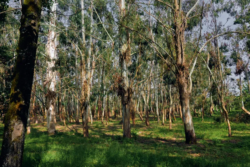 Birch forest grove with slender trees and white trunks, sunlight filtering through canopy onto green grass, woodland scene with dappled light and peaceful natural landscape.