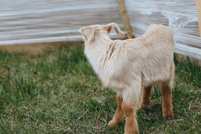 Goat kid outdoors, curious animal exploring grass in a rural farm yard, sunlit moment with soft breeze, wooden fence, warm tones, simple shelter, natural textures, rustic lifestyle