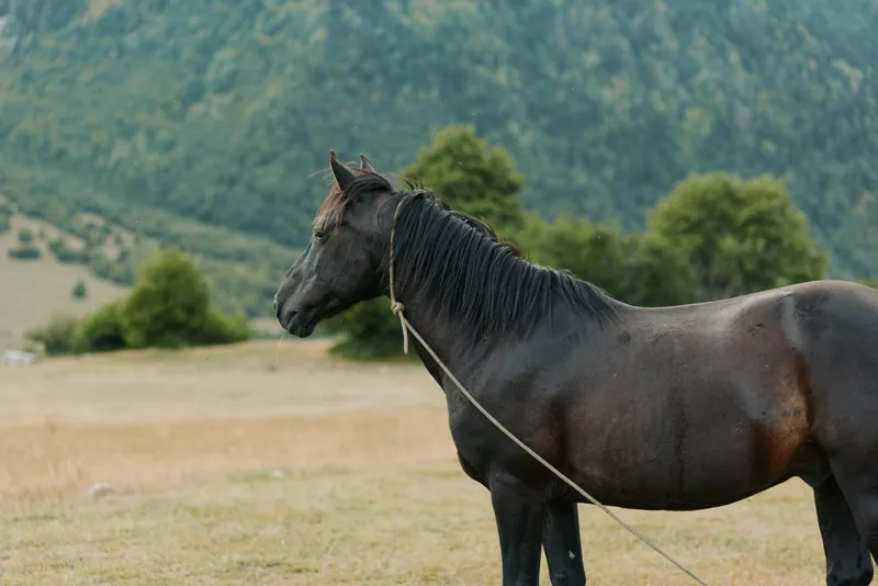 A calm horse stands in a wide rural field with distant hills, wearing a rope halter. The scene exudes quiet pastoral beauty and timeless equestrian character.