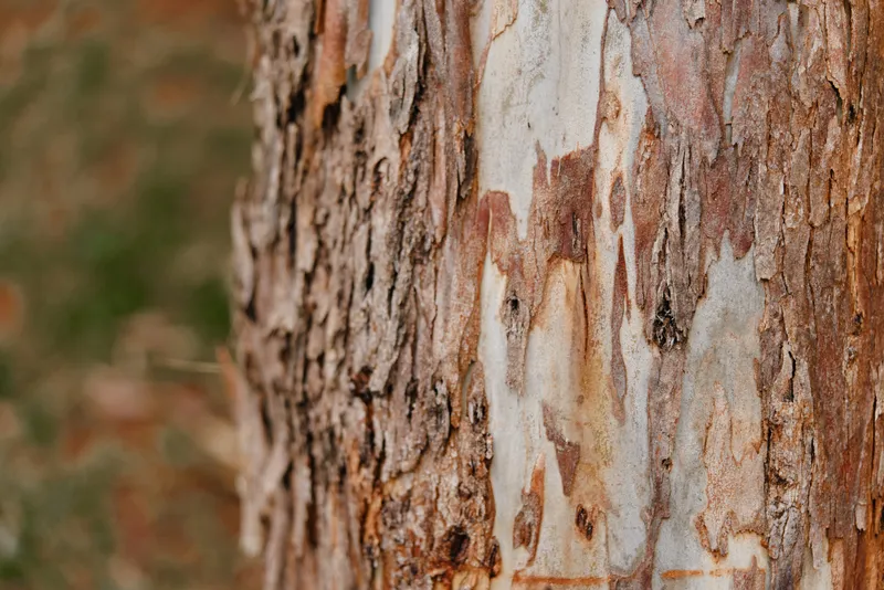 Close up of textured tree bark showcasing natural patterns, colors, and the beauty of a forest environment, emphasizing nature s artistry and tranquility
