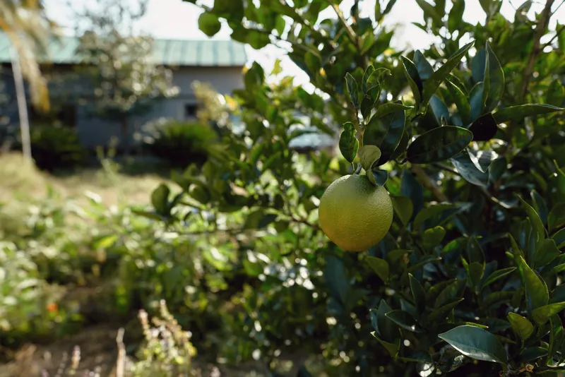 Lemon on a sunlit tree branch in a garden, closeup of ripe fruit among glossy leaves, warm natural light highlighting yellow peel and fresh greenery, a serene outdoor agricultural scene