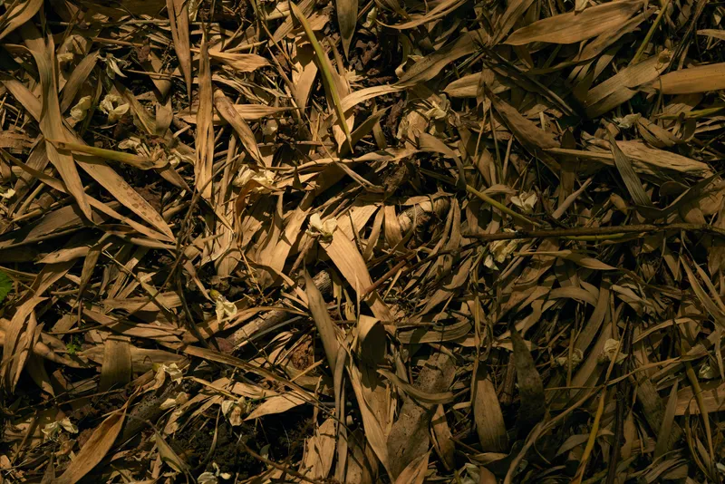 Leaves dry on ground brown texture foliage closeup of fallen leaf litter on forest floor, seasonal organic pattern and natural decay with detailed veins and earthy rustic tones.