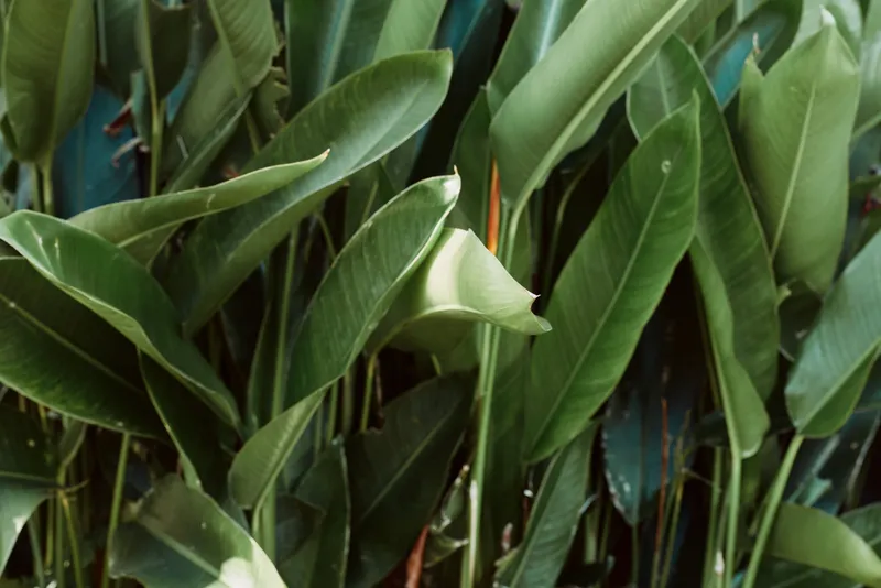 Closeup of vibrant green leaves with smooth texture, tropical plant foliage, captured in soft natural light, creating a calm lifestyle scene for home decor, wellness, and botanical serenity.