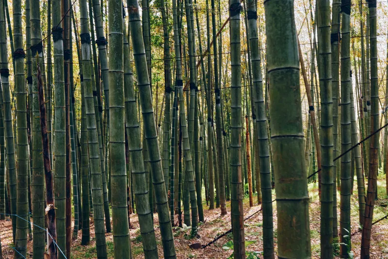 Bamboo forest with tall green trunks and dense foliage, vertical tree stems in a tranquil grove, nature scene with filtered sunlight, mossy bark, leaf litter and serene woodland atmosphere.
