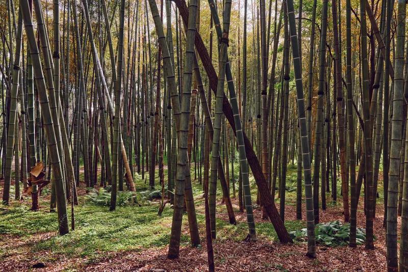 Bamboo forest grove trees trunks woodland nature foliage create a dense bamboo stand with tall vertical stems, filtered sunlight, green understory and leaf litter forming a peaceful natural scene.