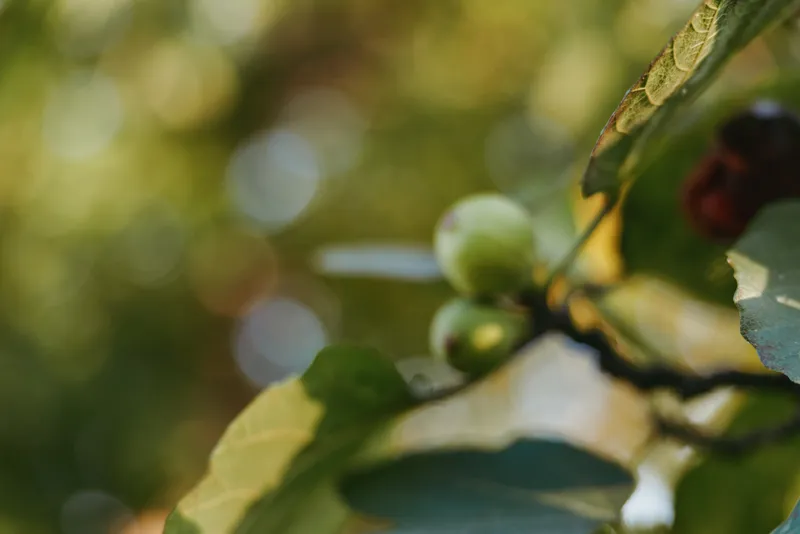 Unripe fruit, green fruit, branch, leaves, bokeh, sunlight, closeup, nature - Closeup of unripe green figs hanging on a sunlit branch with textured leaves and soft bokeh, summer garden botanical mood.