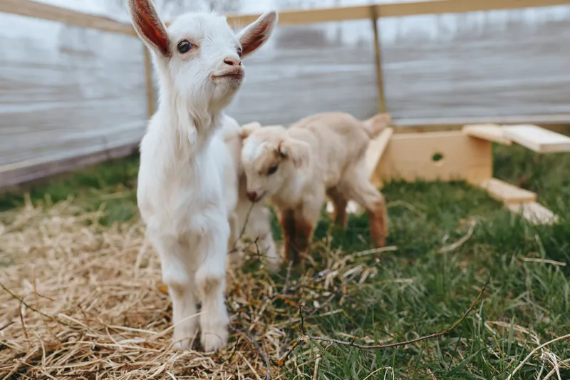 A curious goat kid stands in a sunny farmyard, with a second kid nearby, highlighting a simple farm scene that conveys gentle lifestyle and animal companionship in open air.