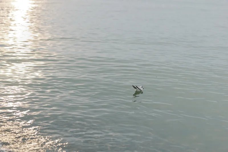Seagull floats calmly on peaceful water surface under soft sunlight reflection. Quiet nature scene with gentle ripples and serene mood. Concept of tranquility, wildlife, and water environment.