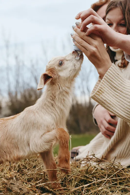 Goat kid interaction outdoor woman feeding animal portrait lifestyle friendship in natural setting a gentle moment of bonding as a young girl offers treats to a curious kid on a grassy field