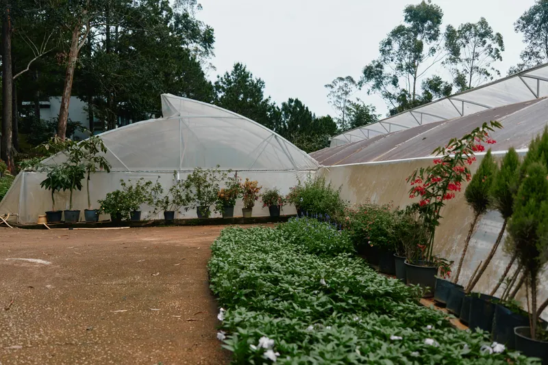Modern greenhouses with diverse plants, showcasing vibrant colors and greenery in a serene outdoor setting for gardening enthusiasts