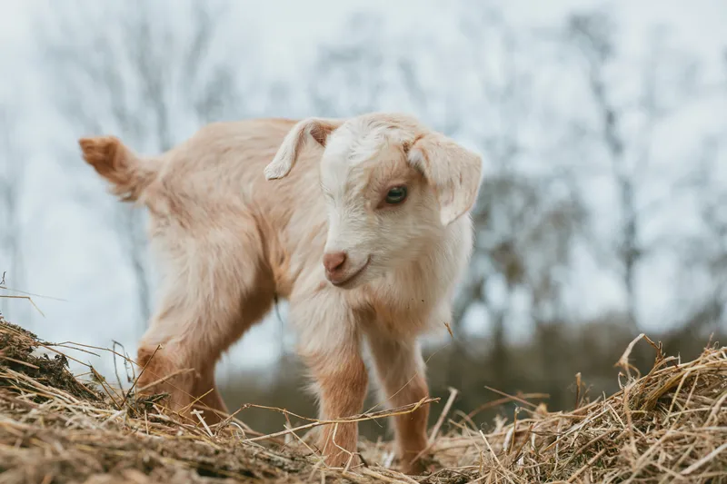 A curious goat kid stands on straw in a rural farm yard, camera ready, under soft daylight. A playful, gentle animal explores the meadow edge, capturing a warm lifestyle moment of countryside nature.