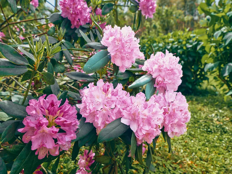Rhododendron pink flowers bloom on a leafy shrub in a garden, clusters of soft petals and blossom captured in natural spring light with green foliage and outdoor landscape