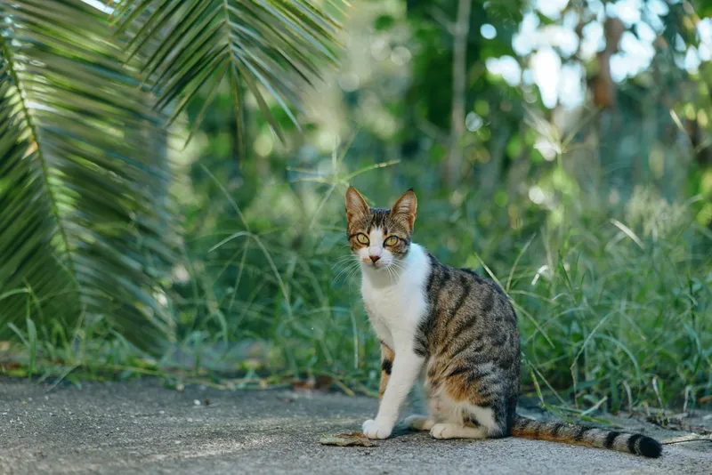 A curious cat sits on a quiet path in a lush garden. Bright greenery frames the scene, creating a peaceful and natural ambience suitable for lifestyle and outdoor themes.