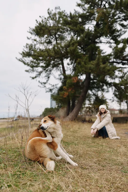 Dog resting in a grassy field while a person sits in the background, capturing a calm moment of companionship and outdoor bonding between pet and owner in a tranquil rural scene