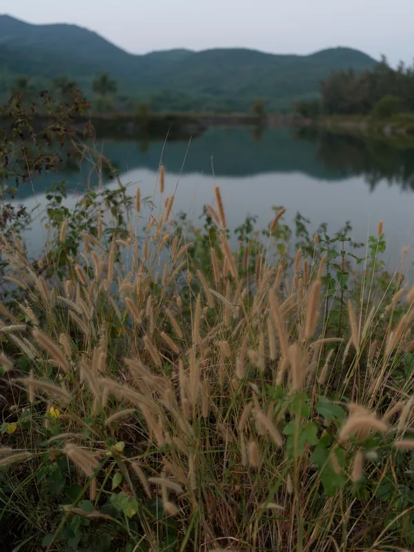Close-up of wild grass and plants growing near a calm lake with blurred mountains in the background, natural outdoor scene during early morning or evening light.