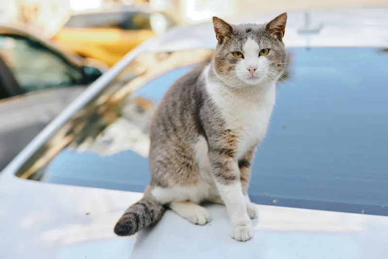 Cat on car hood resting under daylight, outdoor scene featuring cat, car, pet and animal in a calm urban setting, sunlight highlights fur and curious gaze