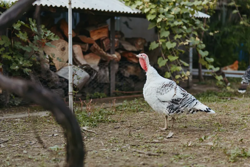 Turkey, bird, livestock, backyard, farm, white turkey — adult white turkey with black markings walking on dirt near stacked wood in rural backyard, calm poultry for country lifestyle scene.