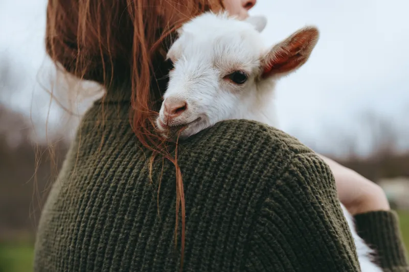 Affectionate woman in a chunky sweater carries a playful goat kid on her shoulder outdoors, capturing a wholesome countryside lifestyle moment, warm, gentle, and intimate.
