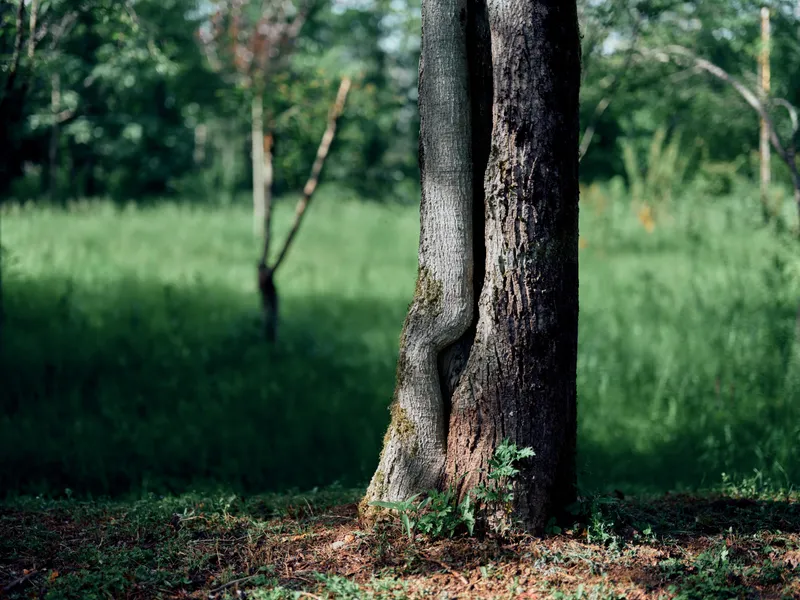Tree trunk in a sunlit forest with moss and green grass, nature scene showing textured bark and twin trunks at woodland edge, closeup of trees and ground foliage.